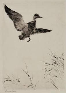 Appraisal: Frank W Benson - Springing Teal signed Frank W Benson