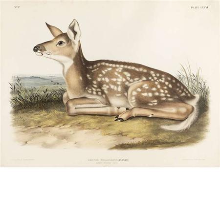 Appraisal: After John James Audubon COMMON AMERICAN DEER Hand-colored lithograph Estimate