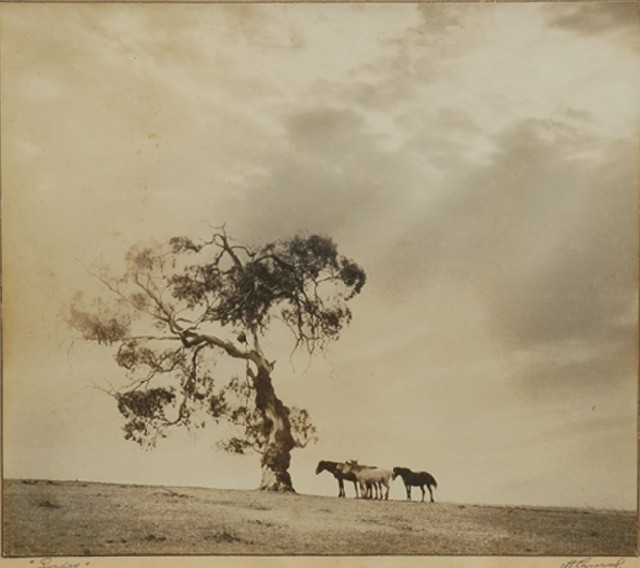 Appraisal: Harold Cazneaux - Sunday black and white photograph signed 'H