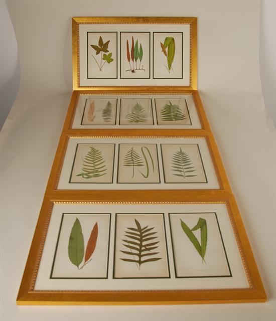 Appraisal: Twelve Lowe Color Lithographs of Ferns in Four Frames three