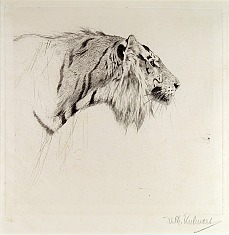 Appraisal: Friedrich Wilhelm Kuhnert Tiger Headetching on paper x plate in