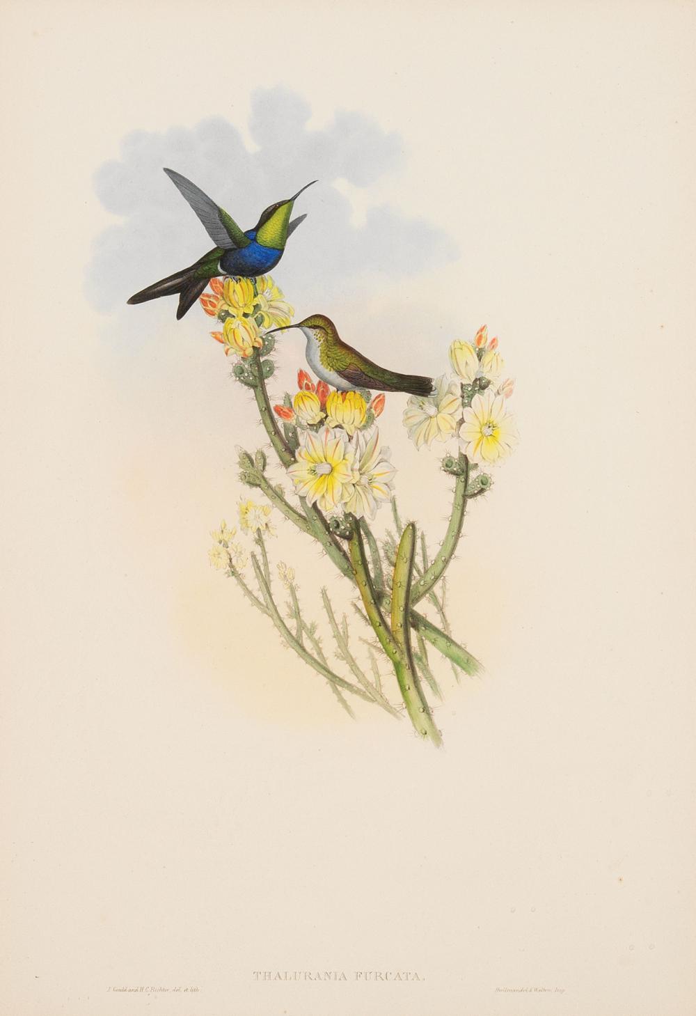 Appraisal: John Gould British - Thalurania Furcata and Chlorostilbon Caniveti hand-colored