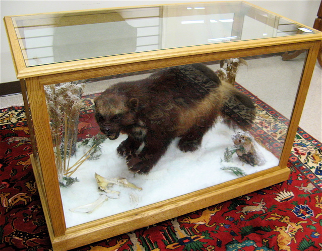 Appraisal: CANADIAN WOLVERINE gulo gulo luscus full trophy mount in custom