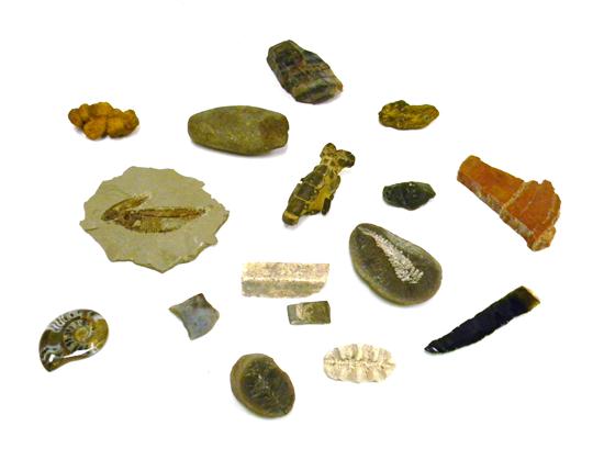 Appraisal: Geological specimens sixteen pieces including white coral obsidian and fossil