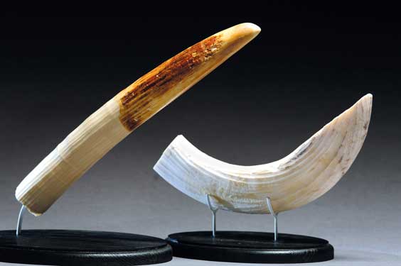 Appraisal: PAIR OF HIPPO TUSKS Hippopotamus amphibious South Africa Curved tusk