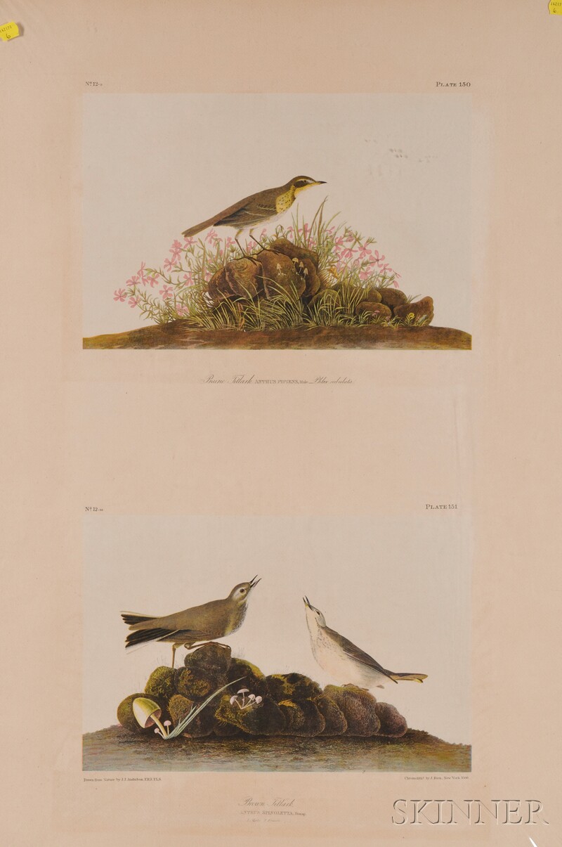 Appraisal: Audubon John James - Prairie Titlark and Brown Titlark plate