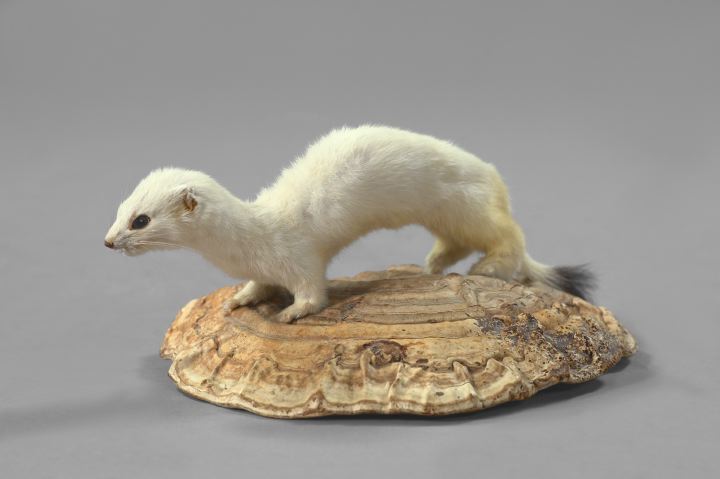 Appraisal: Taxidermy Figure of a Small Ermine depicted standing on a