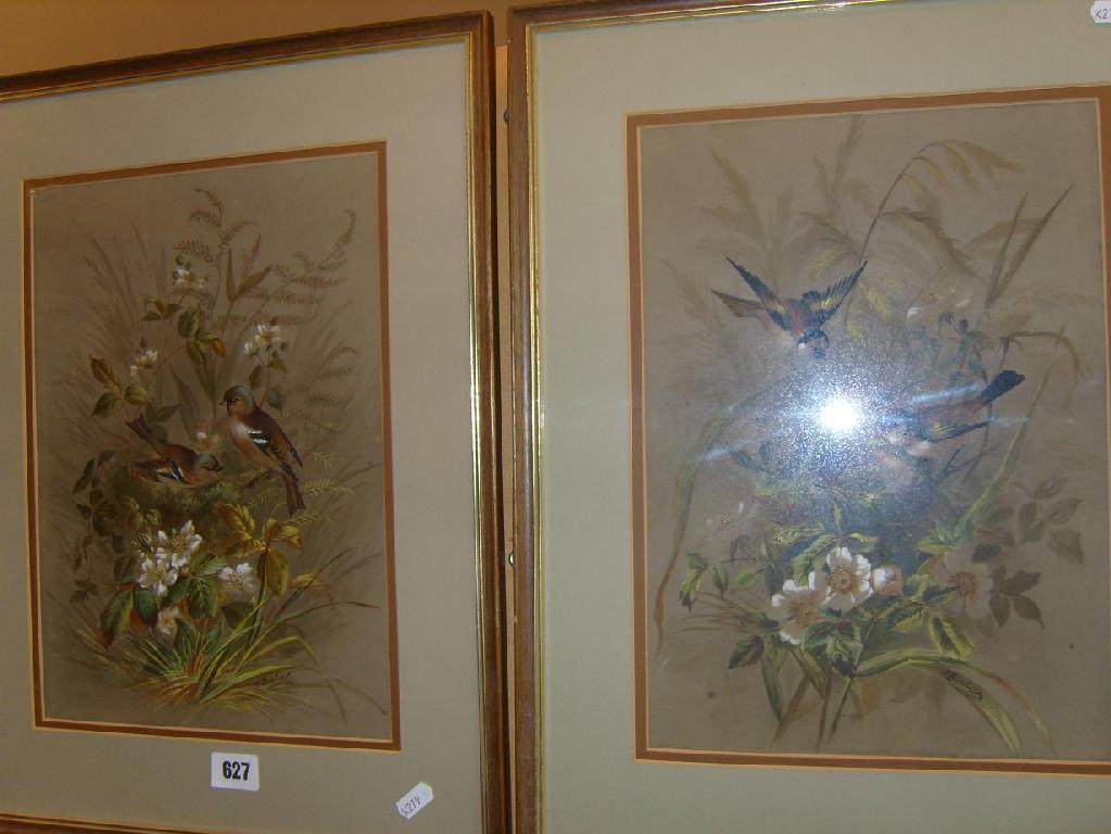 Appraisal: A pair of th century watercolour studies of birds at