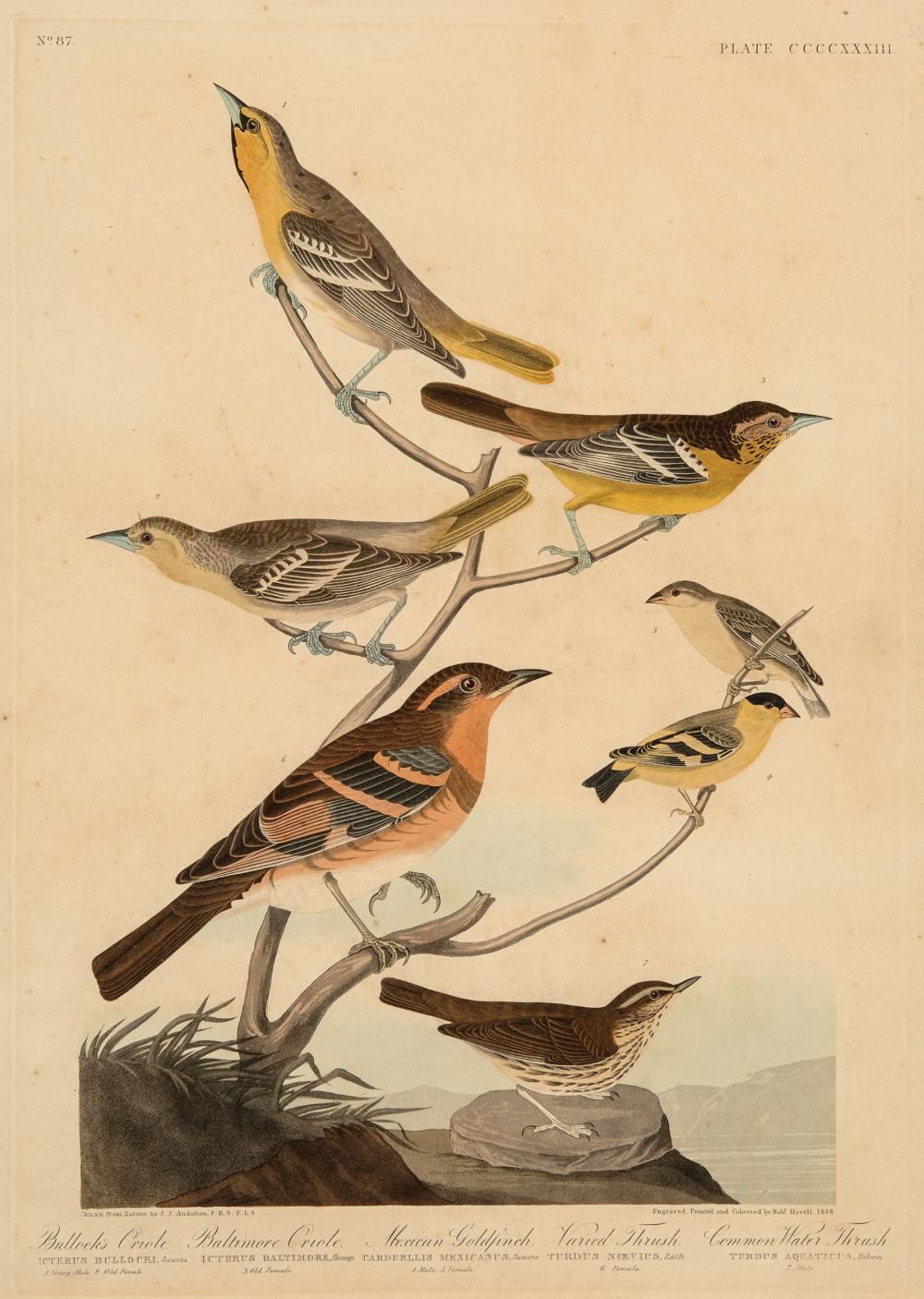 Appraisal: John James Audubon American - Bullock's Oriole Baltimore Oriole Mexican