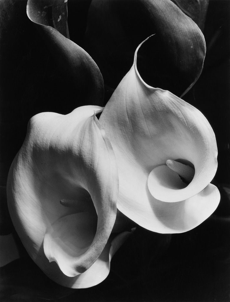 Appraisal: IMOGEN CUNNINGHAM - Two Callas Silver print the image measuring