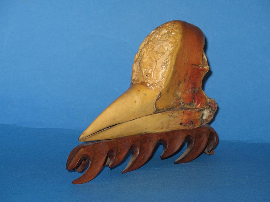 Appraisal: A CARVED HORNBILL HEAD the beak beneath a relief carved