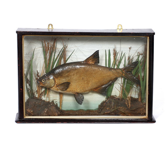 Appraisal: AN ANTIQUE PRESERVED BREAM in an ebonised three glass case