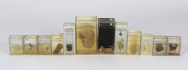 Appraisal: A GROUP OF TWELVE PRESERVED MARITIME SPECIMENS in rectangular jars