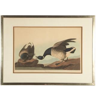 Appraisal: After John James Audubon Havell edition print After John James