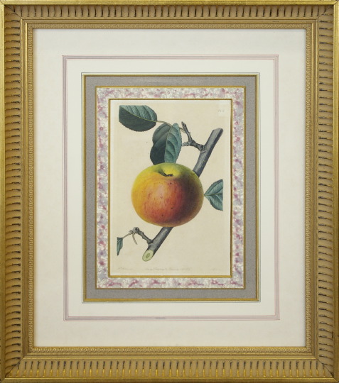 Appraisal: British School th Century Apples pair of hand-colored engravings sight