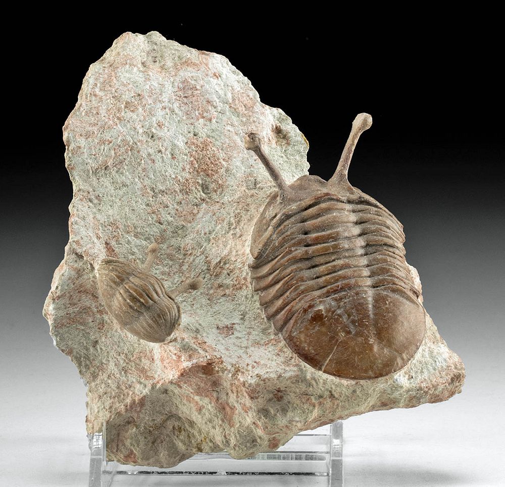 Appraisal: Fossilized Neoasaphus Kowalewski Trilobites in Matrix Ancient Seas Russia St