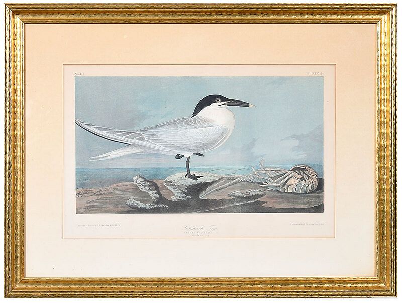 Appraisal: After John James Audubon New York - Sandwich Tern plate