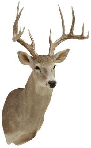 Appraisal: Whitetail deer taxidermy shoulder mount -point antlers receipt on back