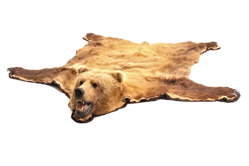 Appraisal: Alaskan Kodiak Brown Bear Trophy Full Rug Featured in this