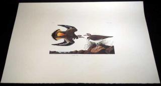 Appraisal: Ornithology Birds Of America LIMITED EDITION AMSTERDAM AUDUBON LITHOGRAPH Kildeer