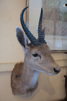 Appraisal: RED BUCK HEAD