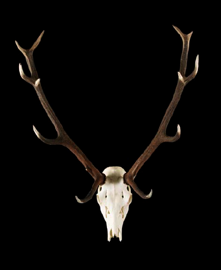 Appraisal: Large Specimen Elk Skull with Twelve-Point Rack h w