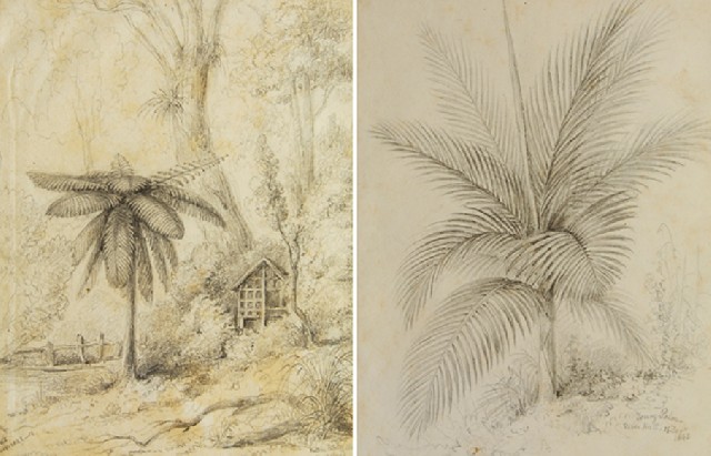 Appraisal: William Swainson British New Zealander - Pair of drawings of