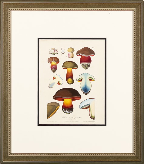 Appraisal: German School Mid- th Century Mushroom Studies suite of six