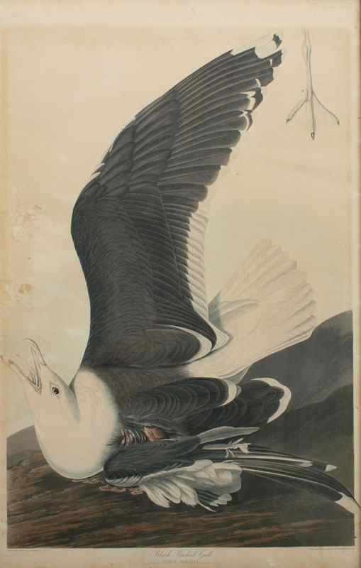 Appraisal: JOHN JAMES AUDUBON AFTER BLACK-BACKED GULL PLATE CCXL Hand-colored etching