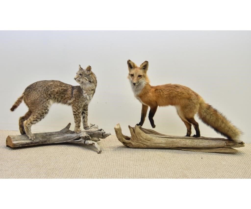 Appraisal: Taxidermy fox and bobcat each mounted on driftwood Fox h