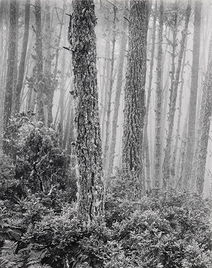 Appraisal: BULLOCK WYNN - The Forest Silver print x inches x