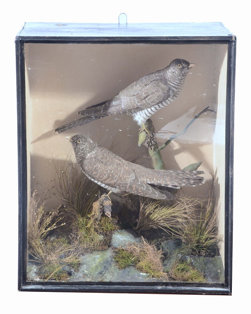 Appraisal: A PAIR OF ANTIQUE PRESERVED CUCKOOS naturalistically presented within a