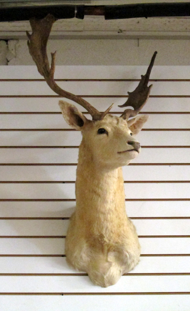 Appraisal: TWO DEER TAXIDERMY GAME MOUNTS fallow deer white native to