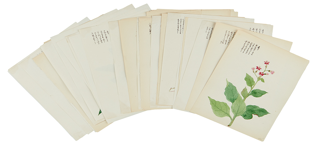 Appraisal: BOTANICAL Japanese School Approximately original watercolors of flowering plants Ink