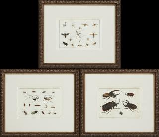 Appraisal: Insects th c group of three colored prints presented in