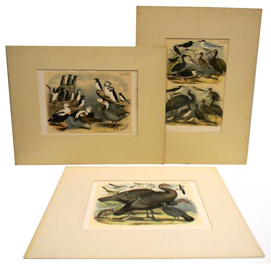 Appraisal: Three early th C reproductions of ornithological book plates Pl