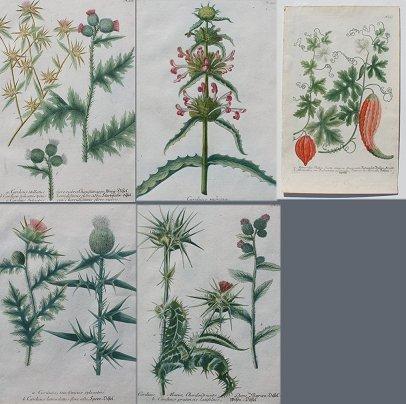 Appraisal: BOTANICAL ENGRAVINGS All roughly measuring '' x '' possibly by