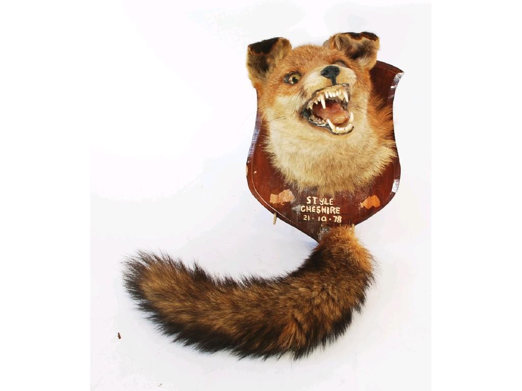 Appraisal: TAXIDERMIC SPECIMEN OF A FOX'S HEAD and tail mounted on