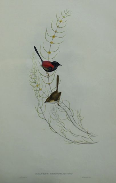 Appraisal: Brown's Wren Malurus Brownii Lithograph by Elizabeth Gould