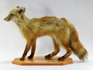 Appraisal: Taxidermy Full Body Trophy Mount of a Fox NORTH AMERICA