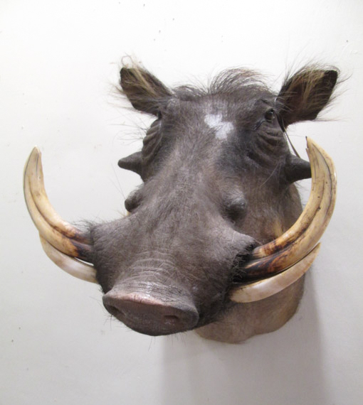 Appraisal: AFRICAN TAXIDERMY MOUNT warthog head shoulder mount with tusks