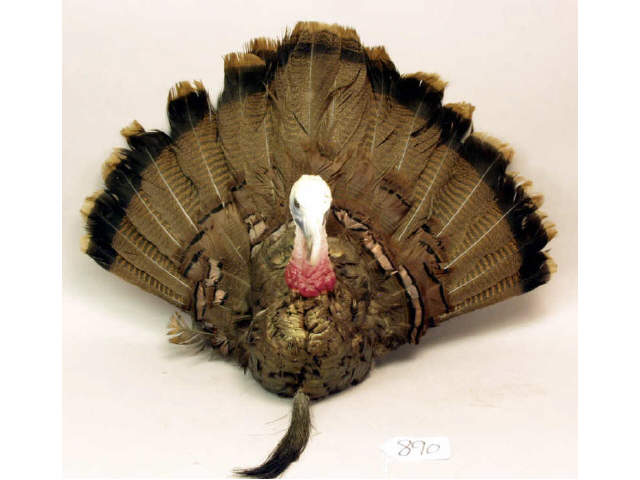 Appraisal: Tom Turkey mount Estimate -