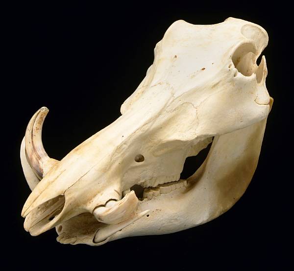 Appraisal: Warthog Skull Phacochoerus africanus Africa The Common Warthog gets its