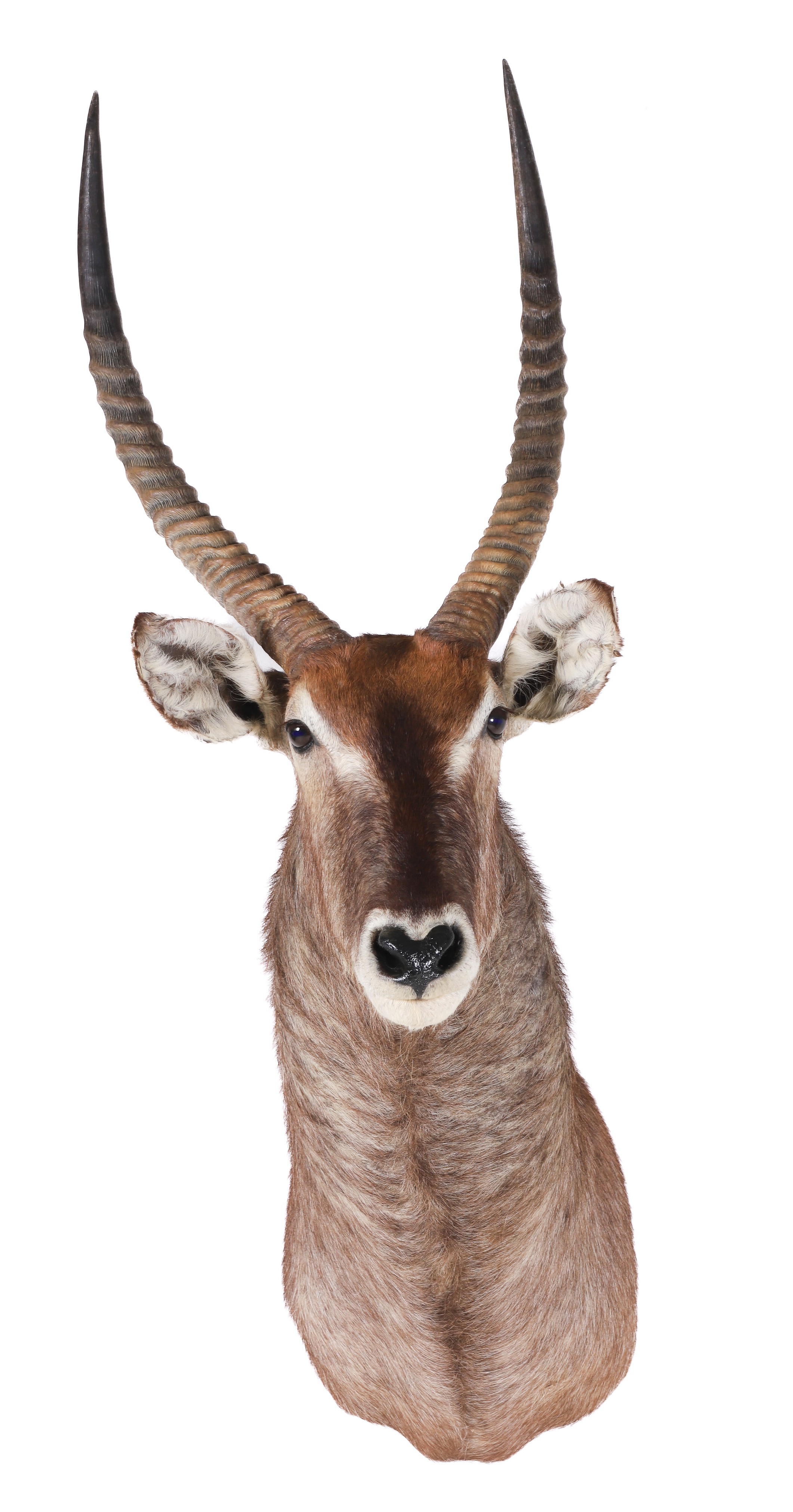 Appraisal: African Waterbuck Shoulder Mount Taxidermy h x d x w