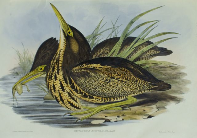 Appraisal: Australian Bittern Botaurus Australis