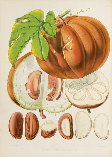 Appraisal: HOOKER Sir Joseph Dalton - Illustrations of Himalayan Plants chiefly