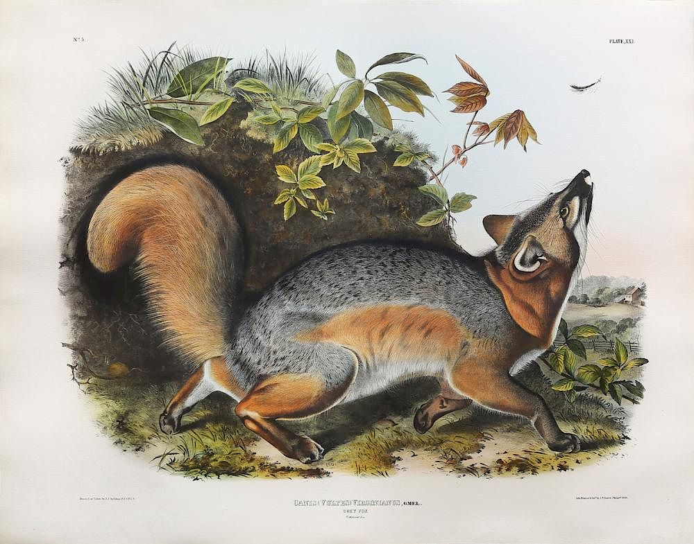 Appraisal: Audubon Quadrupeds Imperial Folio Grey Fox Grey Fox Plate John