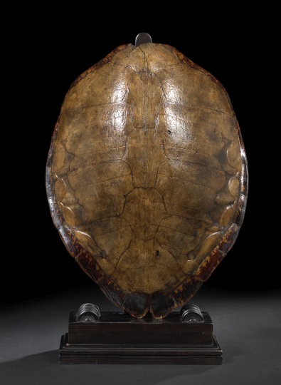 Appraisal: Large and Unusual Carapace of a Loggerhead Turtle species Caretta