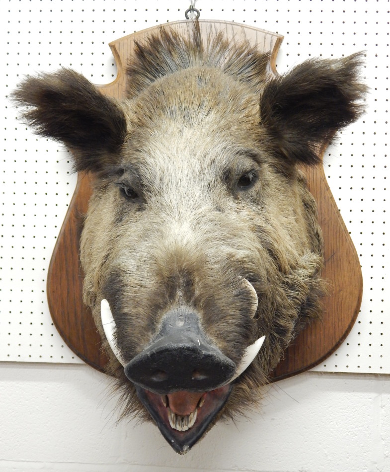 Appraisal: A large taxidermied wild boars head with oak shield bearing