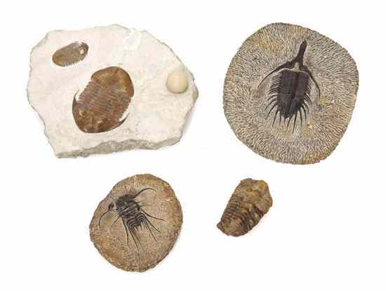 Appraisal: A Collection of Four Trilobite Fossils comprising a single example